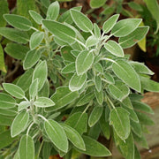 Fruit Sage Seeds - Herbal Plant