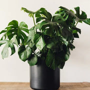 Fruit Salad Plant Seeds - Tropical Ornamental Houseplant Seeds for Planting