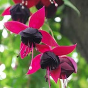 Black & Pink Seeds, Wildflower Fuchsia