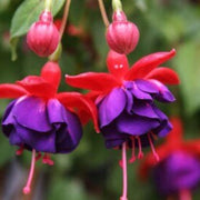 Blue Red wildlflower Fuchsia Seeds