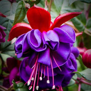 Blue Red wildlflower Fuchsia Seeds