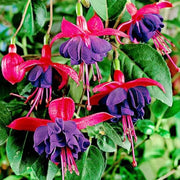 Dark Eyes Fuchsia Seeds