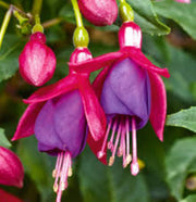 Dark Eyes Fuchsia Seeds