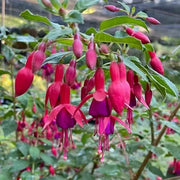 Fuchsia Dark Maroon Blooms - Flower Plant