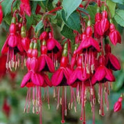 Fuchsia Dark Maroon Blooms - Flower Plant