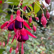 Fuchsia Dark Maroon Blooms - Flower Plant