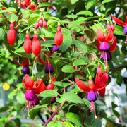 Hardy Perennial Fuchsia Seeds
