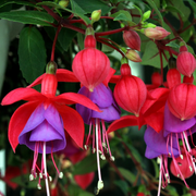 Hardy Perennial Fuchsia Seeds