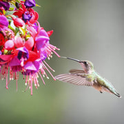 Hummingbird Friendly Fuchsia Seeds