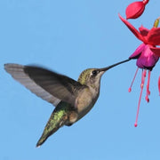 Hummingbird Friendly Fuchsia Seeds