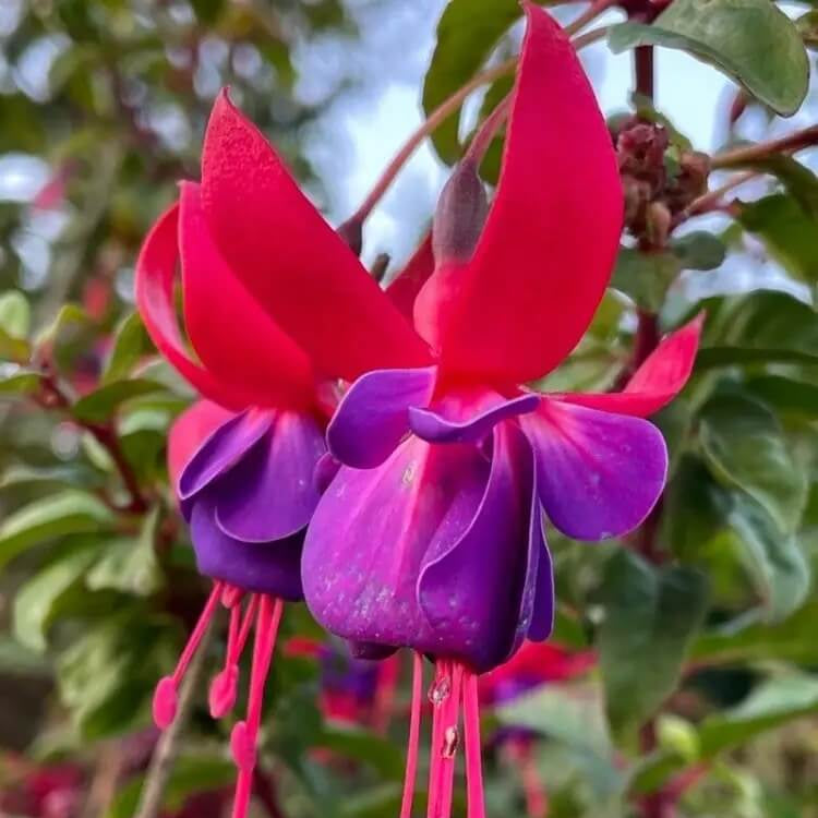 Hardy Perennial Fuchsia Magellanica Seeds