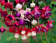 Mixed Colors Fuchsia Seeds
