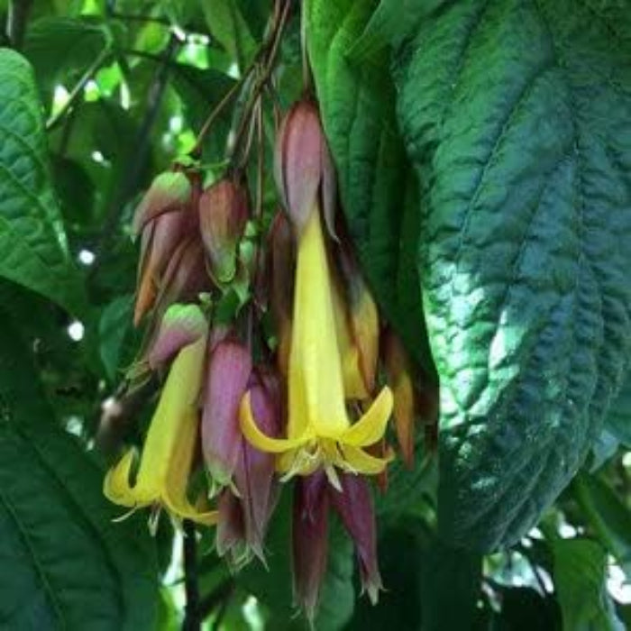 Fuchsia Purple Yellow Seeds - Flower Plant
