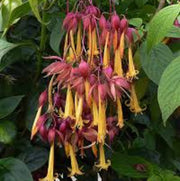 Fuchsia Purple Yellow Seeds - Flower Plant
