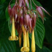 Fuchsia Purple Yellow Seeds - Flower Plant