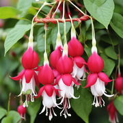 Red White Fuchsia Seeds