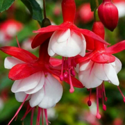 Red White Fuchsia Seeds