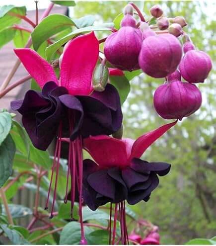Black & Pink Seeds, Wildflower Fuchsia