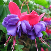 Blue Red wildlflower Fuchsia Seeds