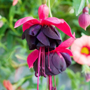 Dark Eyes Fuchsia Seeds