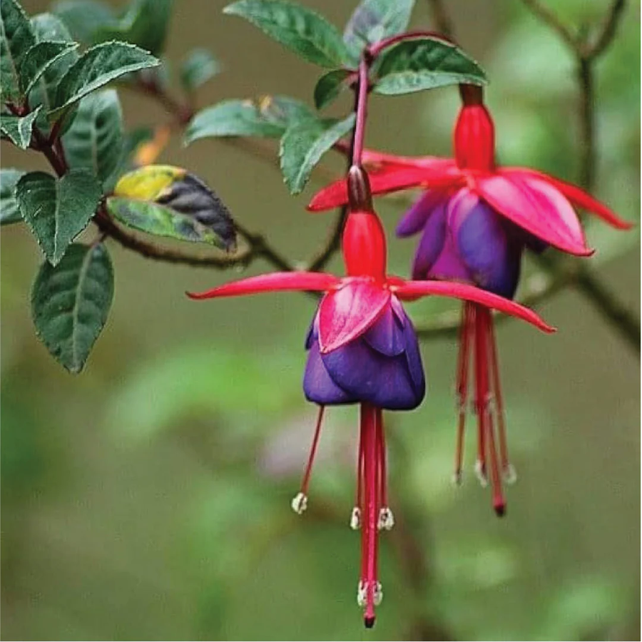 Hardy Perennial Fuchsia Seeds