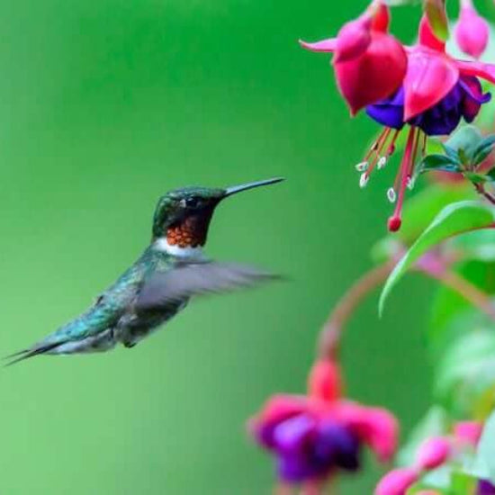 Hummingbird Friendly Fuchsia Seeds