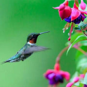 Hummingbird Friendly Fuchsia Seeds