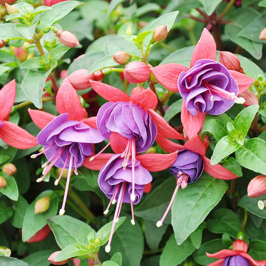 Mixed Colors Fuchsia Seeds
