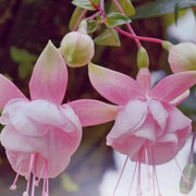 Fuchsia Seeds Pale Pink - Flower Plant