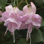 Fuchsia Seeds Pale Pink - Flower Plant
