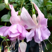 Fuchsia Seeds Pale Pink - Flower Plant