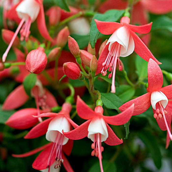 Red White Fuchsia Seeds