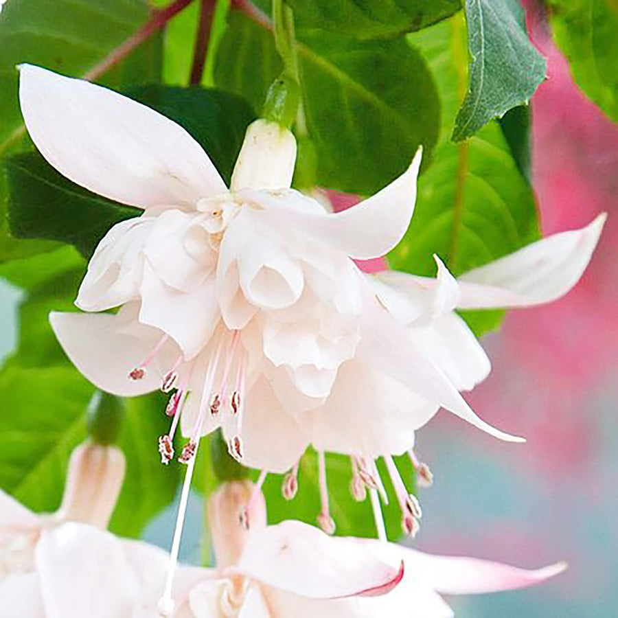 White Fuchsia Seeds