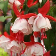 Fuchsia Vibrant Hanging Baskets Seeds - Flower Plant