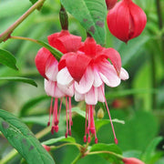 Fuchsia Vibrant Hanging Baskets Seeds - Flower Plant