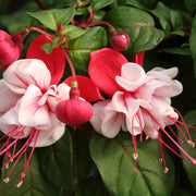 Fuchsia Vibrant Hanging Baskets Seeds - Flower Plant