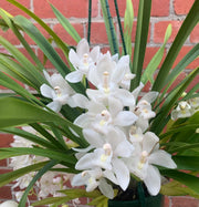 White Cymbidium Orchid Seeds
