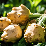 Fuseau Seeds - Vegetable Plant for Home Gardens
