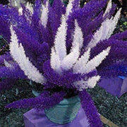 Futaba Seeds, Asparagus densiflorus Flower Seeds