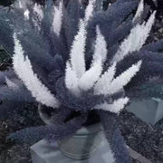 Futaba Seeds, Asparagus densiflorus Flower Seeds