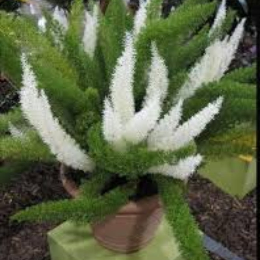 Futaba Seeds, Asparagus densiflorus Flower Seeds