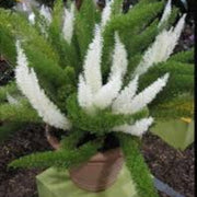 Futaba Seeds, Asparagus densiflorus Flower Seeds