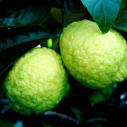 Hardy Citrus Rough Lemon Seeds