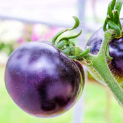 Deep Violet Tomato Seeds