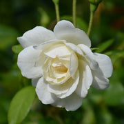 Climbing Iceberg Rose Seeds