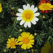 Garland Daisy Glebionis Coronaria Seeds