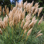 Pink Pampas Seeds