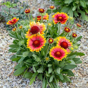 Gaillardia Blanket Seeds - All In One For Home Gardens