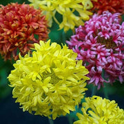 Double Mixed Gaillardia Seeds