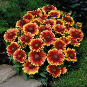 Goblin Gaillardia Seeds
